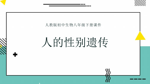 人的性别遗传课件(共34张PPT)八年级生物人教版下册