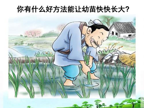 【全国百强校】湖南省衡阳市第八中学人教版高二生物必修三教学课件《3.3 其他植物激素》(共20张PPT)