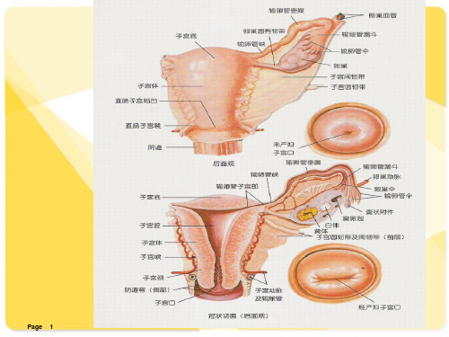 妇科各类手术范围及健康指导PPT课件