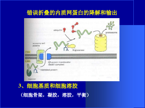 fm生物课件第六章细胞基质与细胞内膜系统