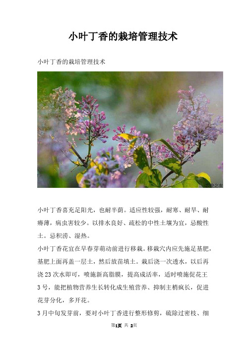 小叶丁香的栽培管理技术