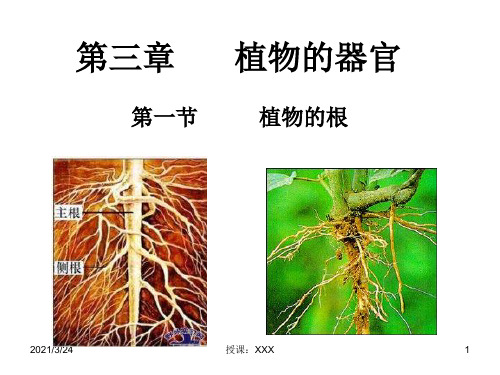 植物的根PPT课件