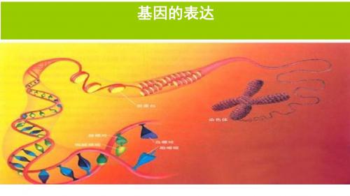 2019年高考生物大一轮精品复习课件：基因的表达(共28张)