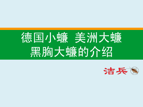 德国小蠊 美洲大蠊 黑胸大蠊的介绍