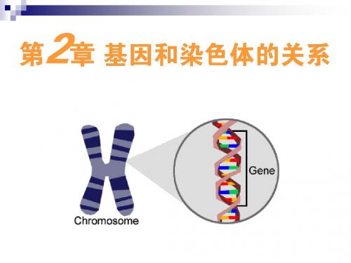 人教版必修二  受精作用 课件(14张)