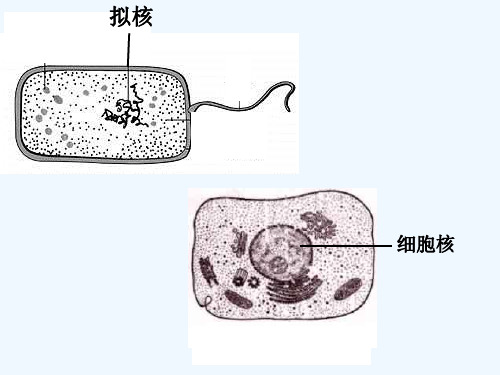 细胞的类型和结构 PPT课件