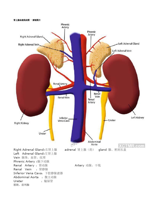肾上腺血液供应图