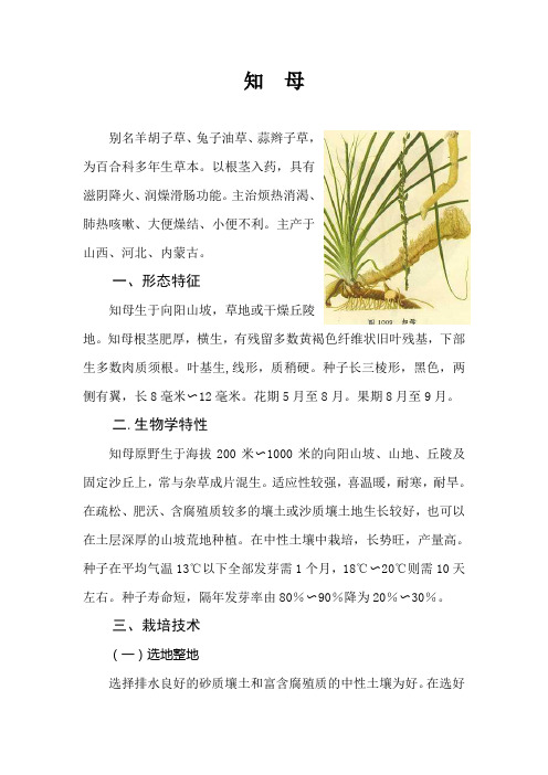 知母栽培技术