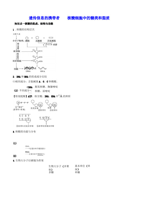 遗传信息的携带者——核酸知识点总结与重难点