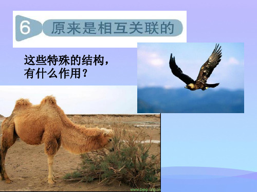 (优选)六年级科学上册4.6原来是相关联的 PPT精品课件5教科版