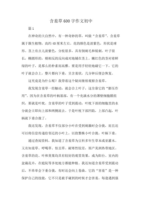 含羞草600字作文初中