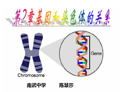 非同源染色体自由组合