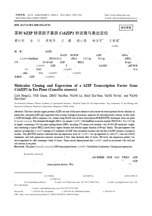 茶树bZIP转录因子基因CsbZIP1的克隆与表达定位