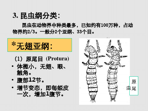 节肢动物昆虫纲分类