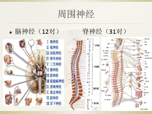 周围神经痛相关临床诊疗指南-精选文档