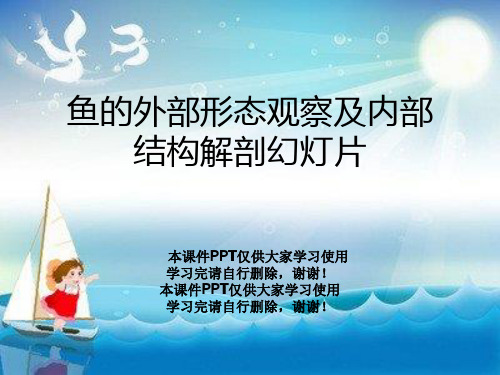 鱼的外部形态观察及内部结构解剖幻灯片