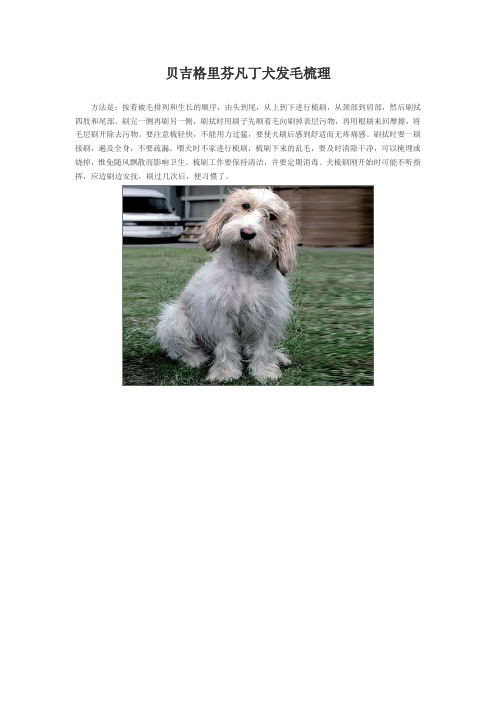 贝吉格里芬凡丁犬发毛梳理