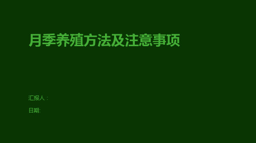 月季养殖方法及注意事项