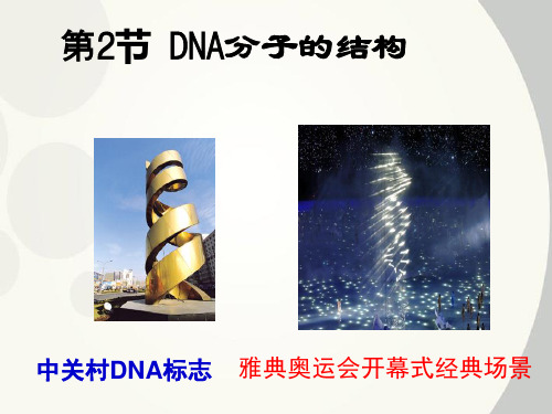 DNA 的结构