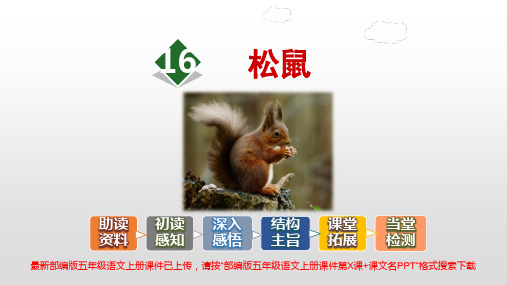 部编版五年级语文上册课件第16课松鼠PPT