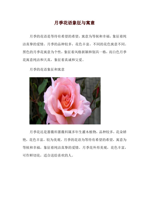 月季花语象征与寓意