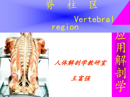 脊柱区解剖