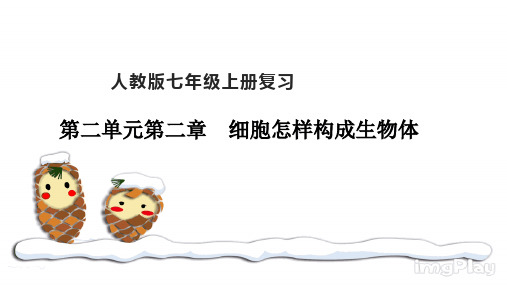 第二章 细胞怎样构成生物体(复习课件)七年级生物上学期期中考点大串讲(人教版)