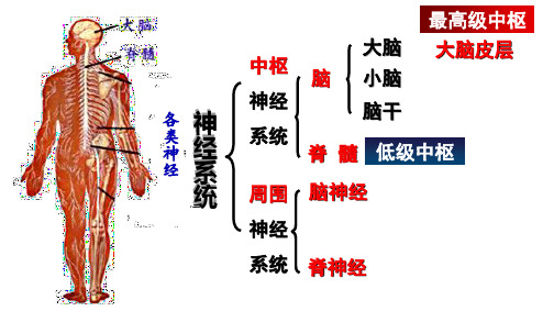 人教部编版生物七下神经调节的基本方式 课件 