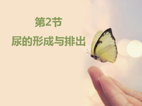 北师大版七年级生物下册 尿的形成与排出 教学课件