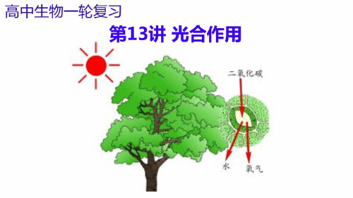 光合作用高考生物一轮复习白板课件