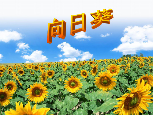 小学二下美术《向日葵》课件