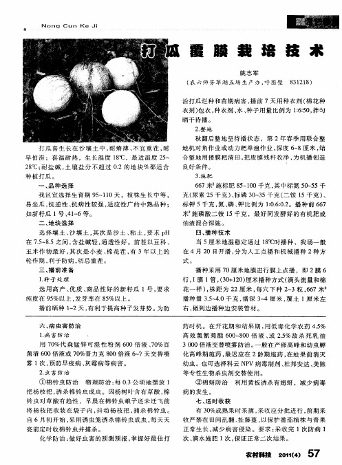 打瓜覆膜栽培技术