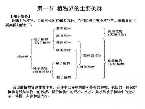 奥赛植物界分类