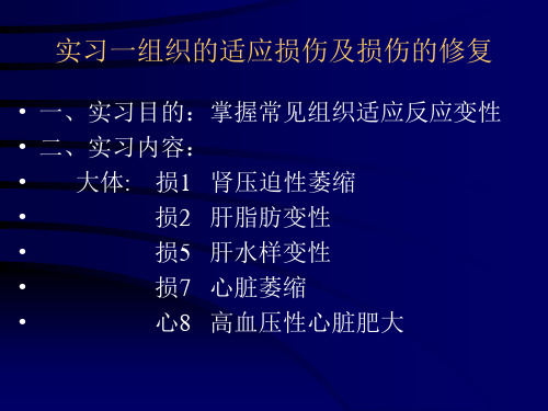 病理学实验：实习1 组织的适应损伤及损伤的修复