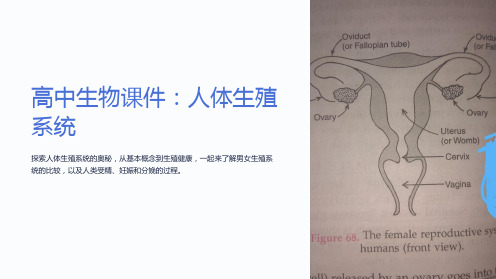 《高中生物课件：人体生殖系统》