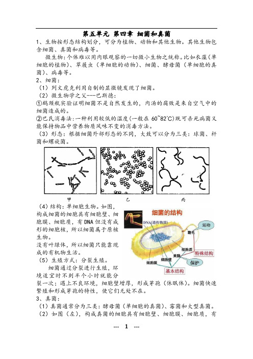 第五单元 第四、五章 细菌、真菌和病毒 复习