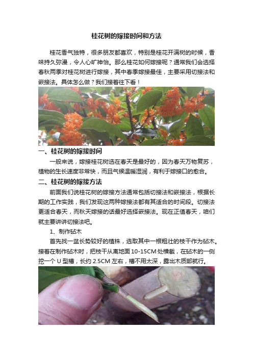 桂花树的嫁接时间和方法