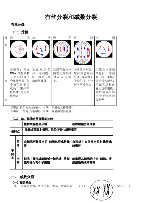 高中生物必修二有丝分裂-减数分裂详尽分析