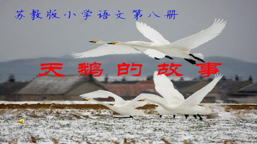 苏教小学语文四年级下册《16天鹅的故事》PPT课件 (1)