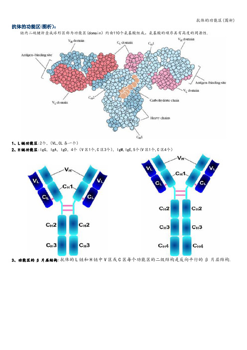 抗体的功能区(图析)