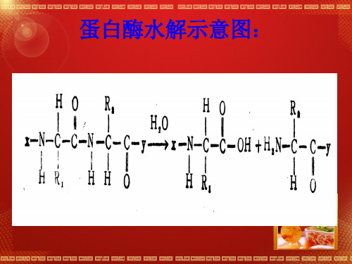 蛋白酶与溶解酶