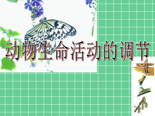 动物生命活动的调节(昆虫激素)ppt26张