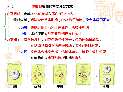 生物课程讲课生命的延续精品PPT课件