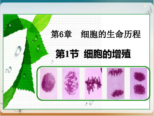 人教版高一生物必修一细胞的增殖公开课-PPT