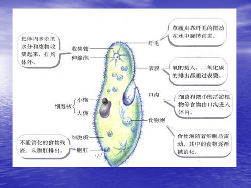 草履虫