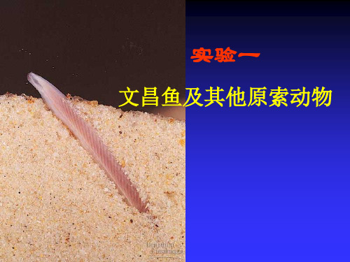 实验1文昌鱼