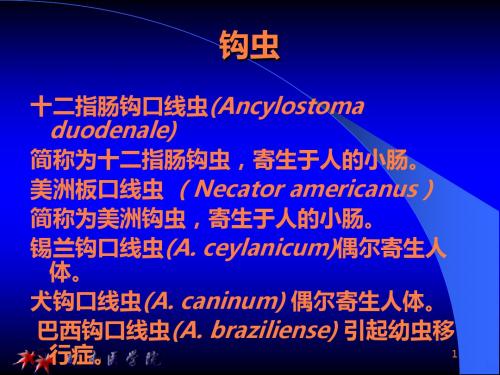 钩虫、蛲虫- 医学原虫概论(29)ppt课件