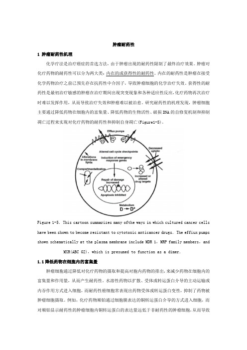 4.5 肿瘤耐药性