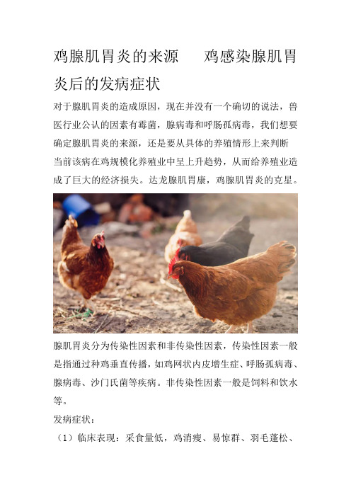 鸡腺肌胃炎的来源   鸡感染腺肌胃炎后的发病症状