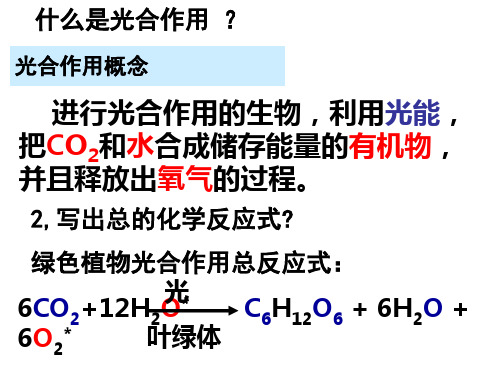 浙科版高中生物必修3第6章第2节生态系统中的生产量和生物量(共24张PPT)